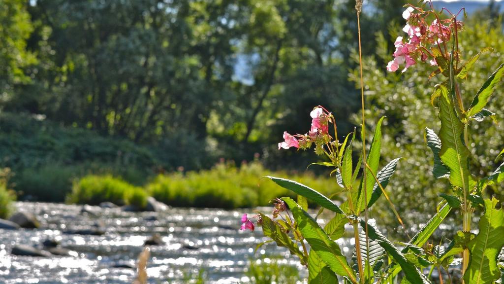 Garten und Sonnenterrasse