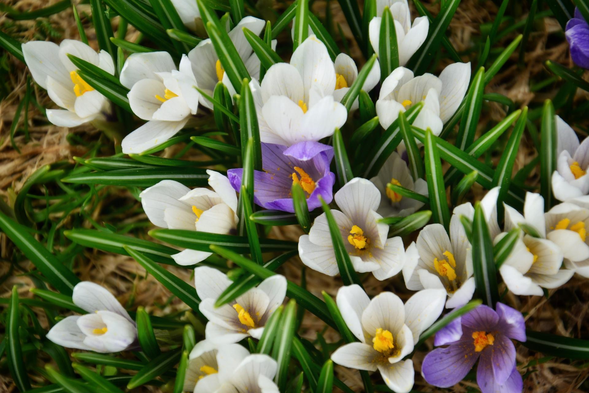 Crocus